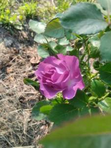 IMG_20250729_171040.jpg