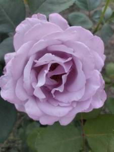 IMG_20250729_171050.jpg