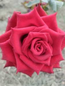 IMG_20250729_171152.jpg