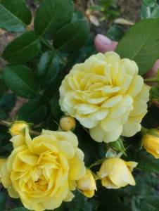 IMG_20250729_171307.jpg