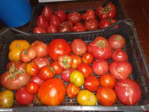 IMG_20250730_182430.thumb.jpg.fe506c31737f9ec1b66ee136d5d0eb74.jpg