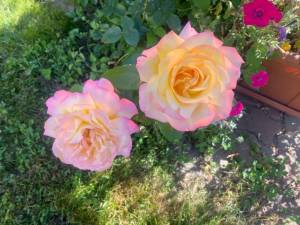IMG_2807.jpeg