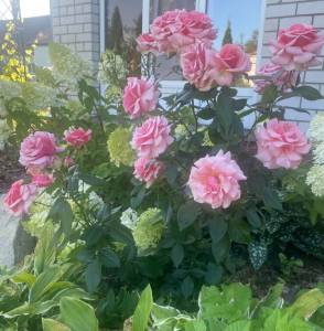 IMG_2910.thumb.jpeg.19df10afc1cacf262f700e204bde4985.jpeg