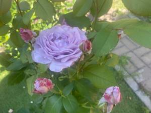 IMG_2915.thumb.jpeg.0d9316f545f123467140f62e9069a869.jpeg