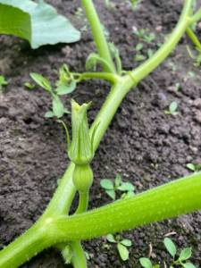 IMG_3708.jpeg