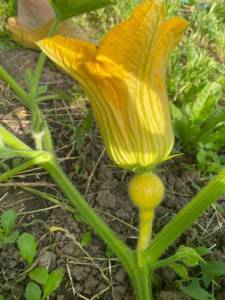 IMG_3790.jpeg