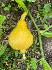 IMG_3909.thumb.jpeg.72698f5a7c37558725b87be194cd8beb.jpeg