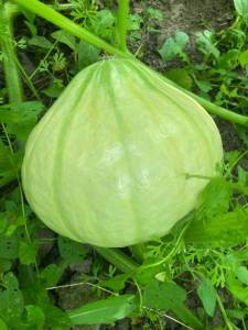 IMG_3911.thumb.jpeg.e3e061bcfbeaa7d774765fa7f4bcf4b8.jpeg