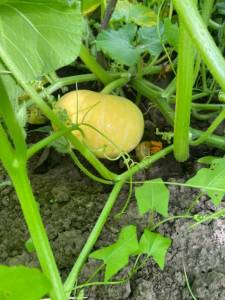 IMG_3913.thumb.jpeg.fa2f19e748bd0c7b530b93a26a9053b3.jpeg