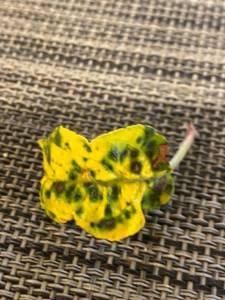 IMG_4133.jpeg