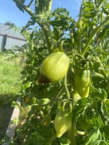 IMG_4162.jpeg