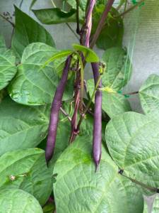 IMG_4205.jpeg