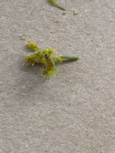 IMG_4231.jpeg