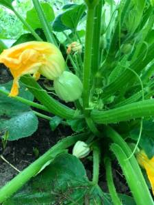 IMG_4367.jpeg