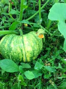 IMG_4378.jpeg