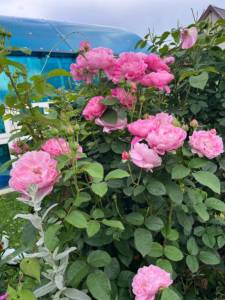 IMG_6524.jpeg