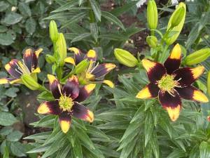 IMG_6566.jpeg