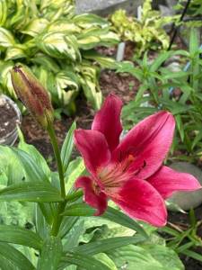 IMG_6567.jpeg