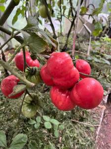 IMG_6583.jpeg