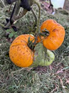 IMG_6587.jpeg