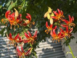 IMG_6592.jpeg