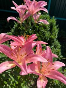 IMG_6629.jpeg