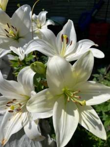 IMG_6630.jpeg