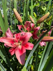 IMG_6631.jpeg