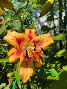 IMG_6633.jpeg