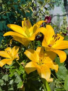 IMG_6636.jpeg