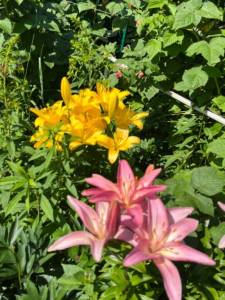 IMG_6638.jpeg