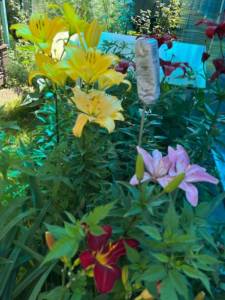 IMG_6639.jpeg