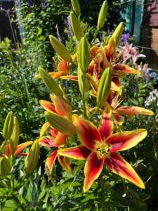 IMG_6642.jpeg