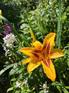 IMG_6643.jpeg