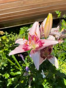IMG_6645.jpeg