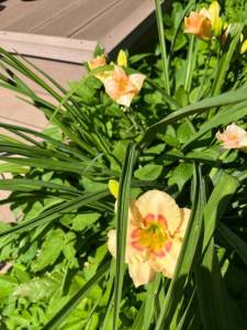 IMG_6646.jpeg
