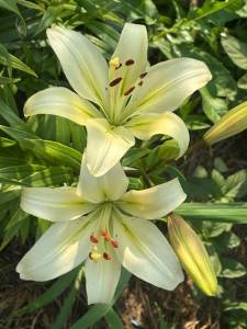 IMG_7053.jpeg
