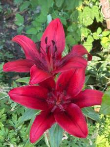 IMG_7097.jpeg