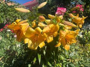 IMG_7191.jpeg
