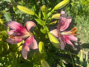 IMG_7194.jpeg