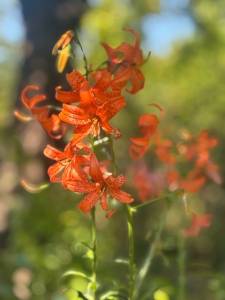 IMG_7197.jpeg