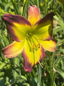 IMG_7200.jpeg