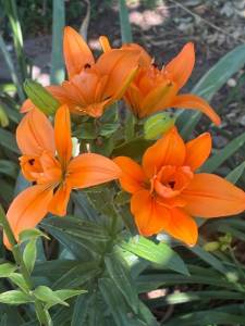IMG_7204.jpeg