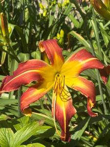 IMG_7207.jpeg
