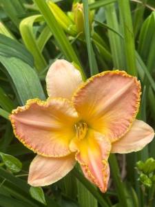 IMG_7301.jpeg