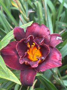 IMG_7305.jpeg