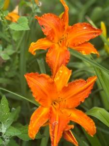 IMG_7306.jpeg