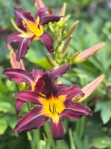 IMG_7308.jpeg