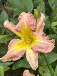 IMG_7310.jpeg