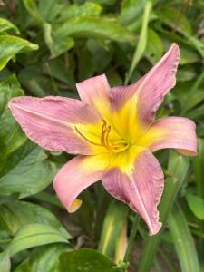 IMG_7311.jpeg